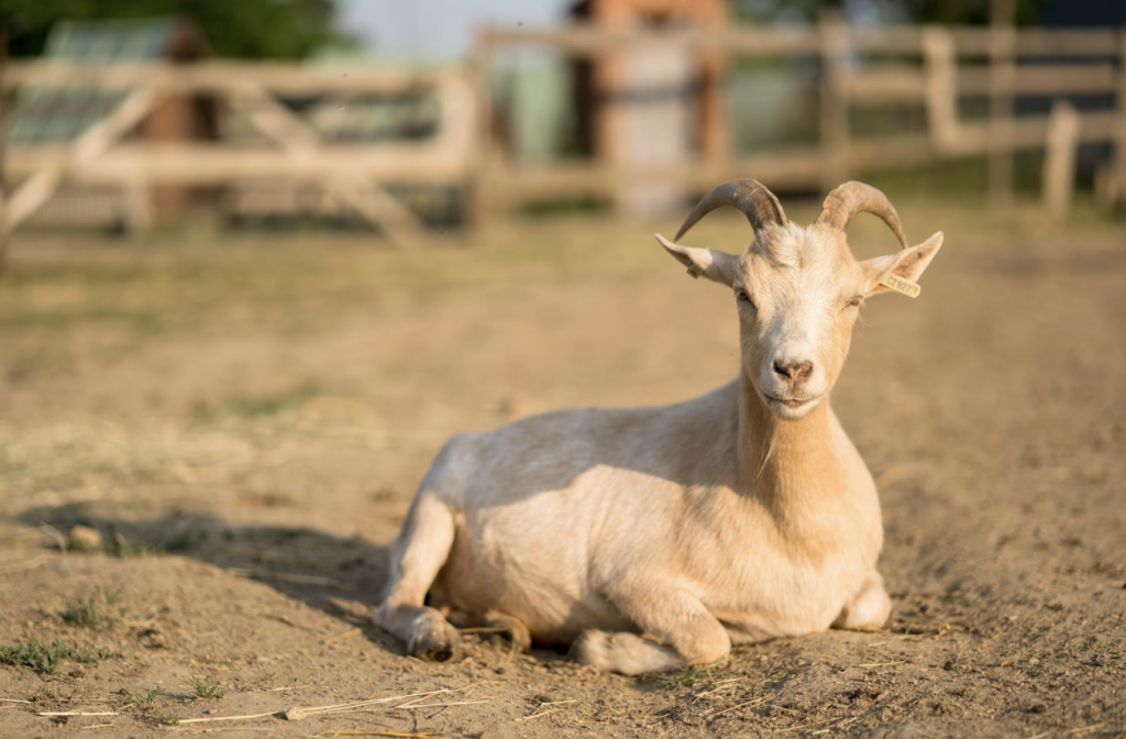 Screenshot 2024-08-16 at 11.02.07 AM